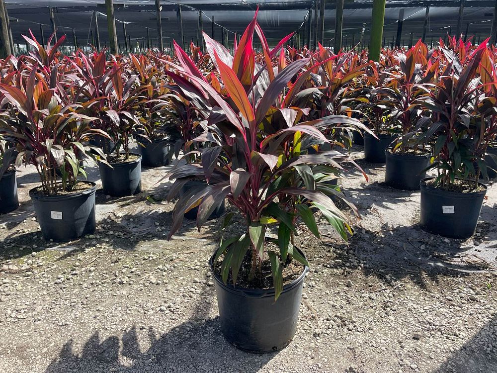 cordyline-fruticosa-red-sister-ti-plant-cordyline-terminalis-dracaena-terminalis