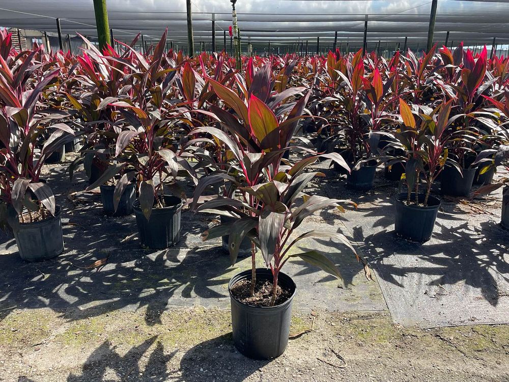 cordyline-fruticosa-red-sister-ti-plant-cordyline-terminalis-dracaena-terminalis