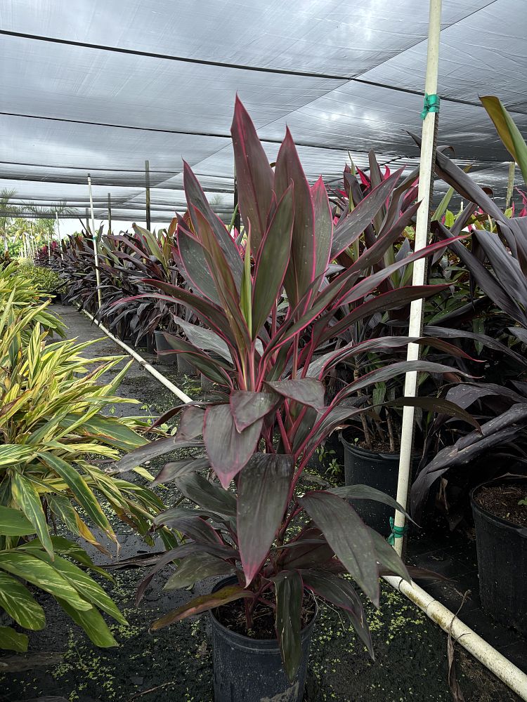 cordyline-fruticosa-red-sister-ti-plant-cordyline-terminalis-dracaena-terminalis