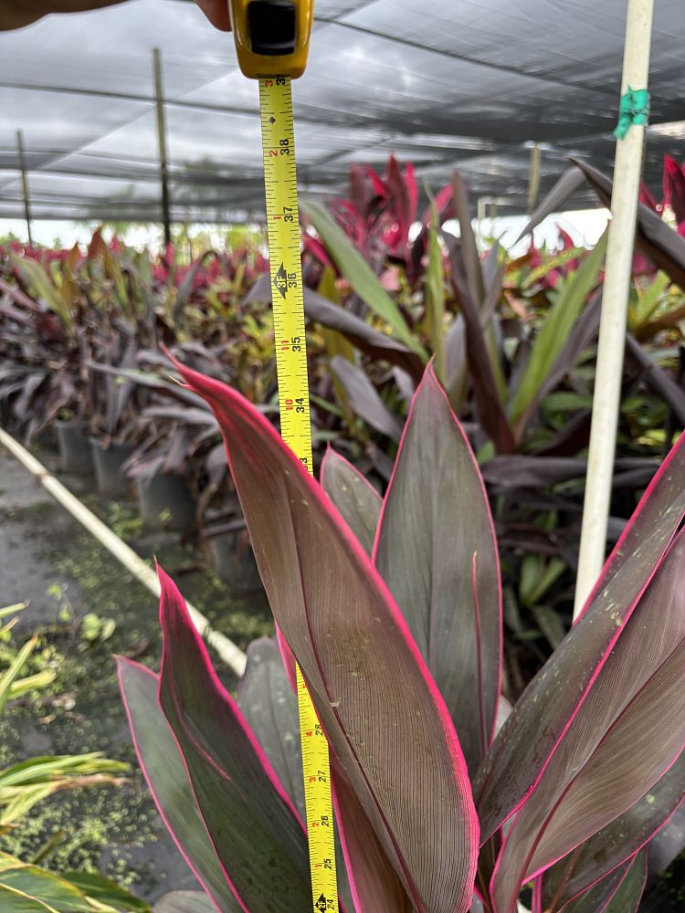 cordyline-fruticosa-red-sister-ti-plant-cordyline-terminalis-dracaena-terminalis