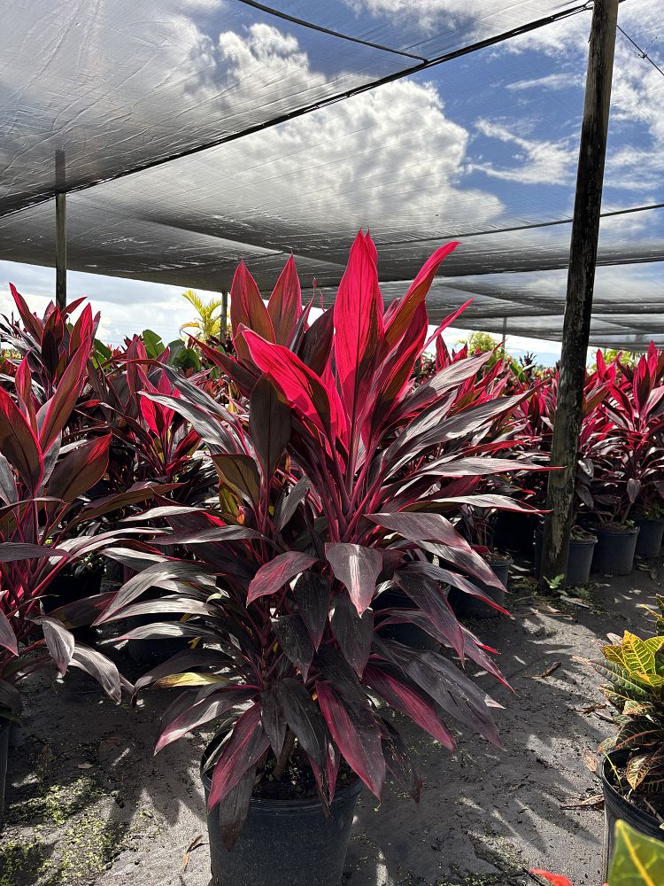 cordyline-fruticosa-red-sister-ti-plant-cordyline-terminalis-dracaena-terminalis
