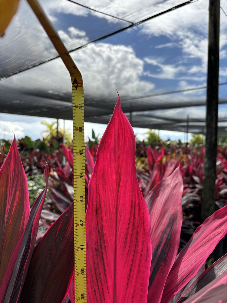 cordyline-fruticosa-red-sister-ti-plant-cordyline-terminalis-dracaena-terminalis