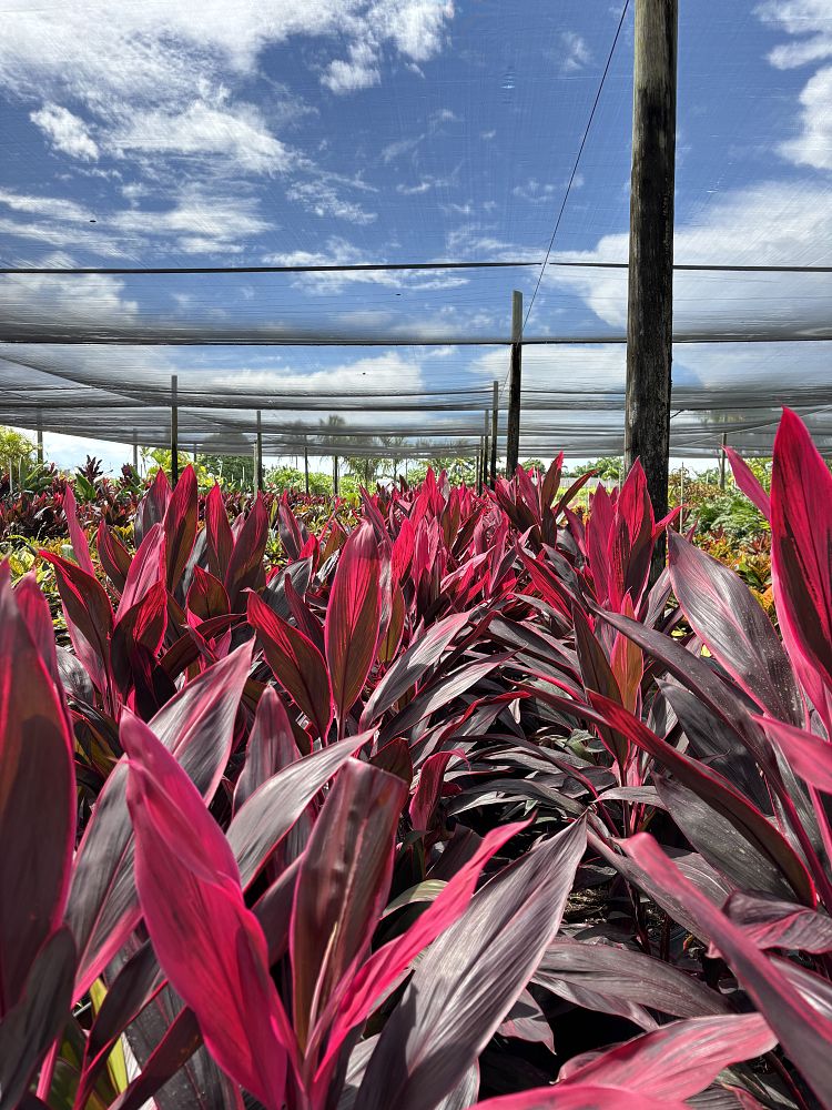 cordyline-fruticosa-red-sister-ti-plant-cordyline-terminalis-dracaena-terminalis