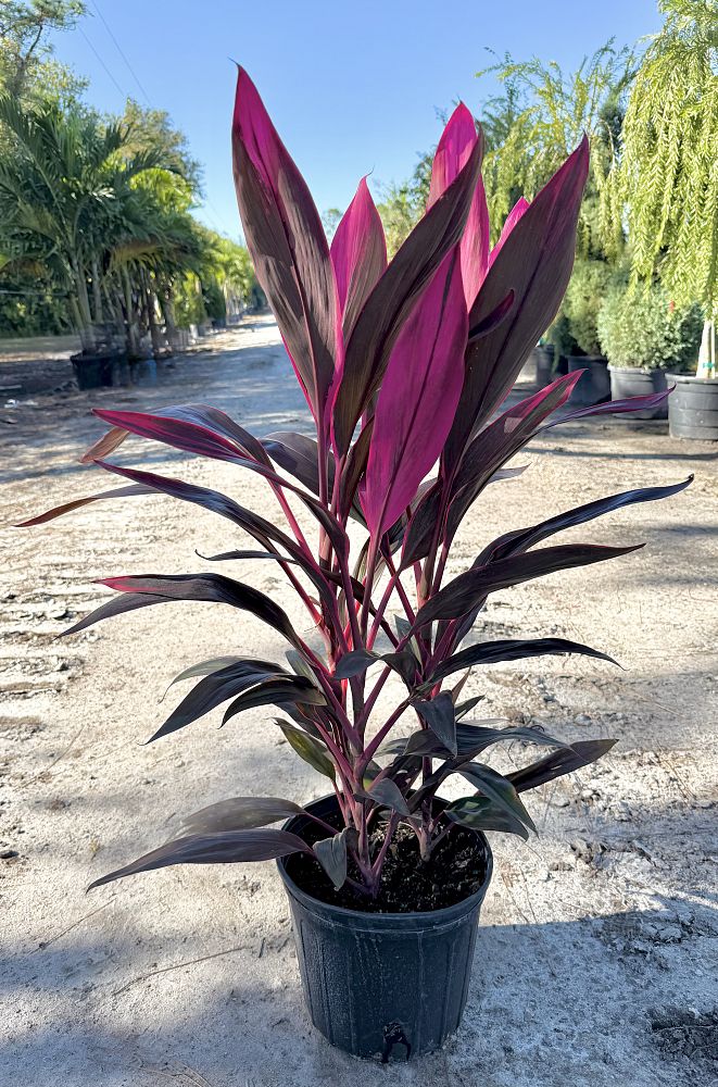 cordyline-fruticosa-red-sister-ti-plant-cordyline-terminalis-dracaena-terminalis