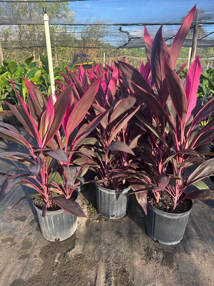 cordyline-fruticosa-red-sister-ti-plant-cordyline-terminalis-dracaena-terminalis