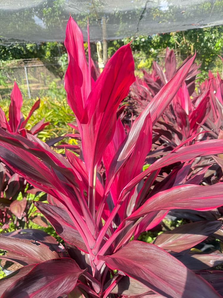 cordyline-fruticosa-red-sister-ti-plant-cordyline-terminalis-dracaena-terminalis