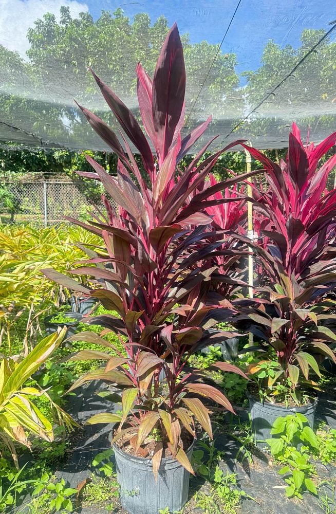 cordyline-fruticosa-red-sister-ti-plant-cordyline-terminalis-dracaena-terminalis