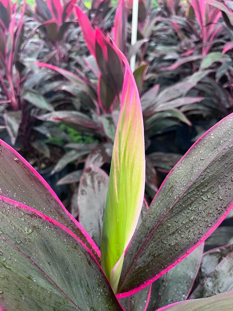 cordyline-fruticosa-red-sister-ti-plant-cordyline-terminalis-dracaena-terminalis