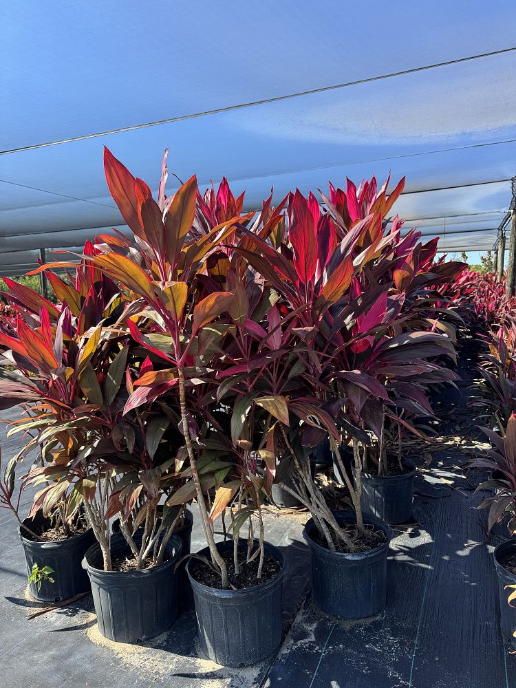 cordyline-fruticosa-red-sister-ti-plant-cordyline-terminalis-dracaena-terminalis