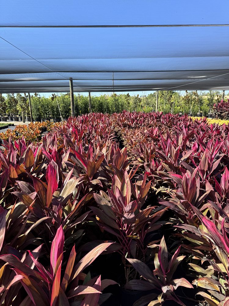 cordyline-fruticosa-red-sister-ti-plant-cordyline-terminalis-dracaena-terminalis