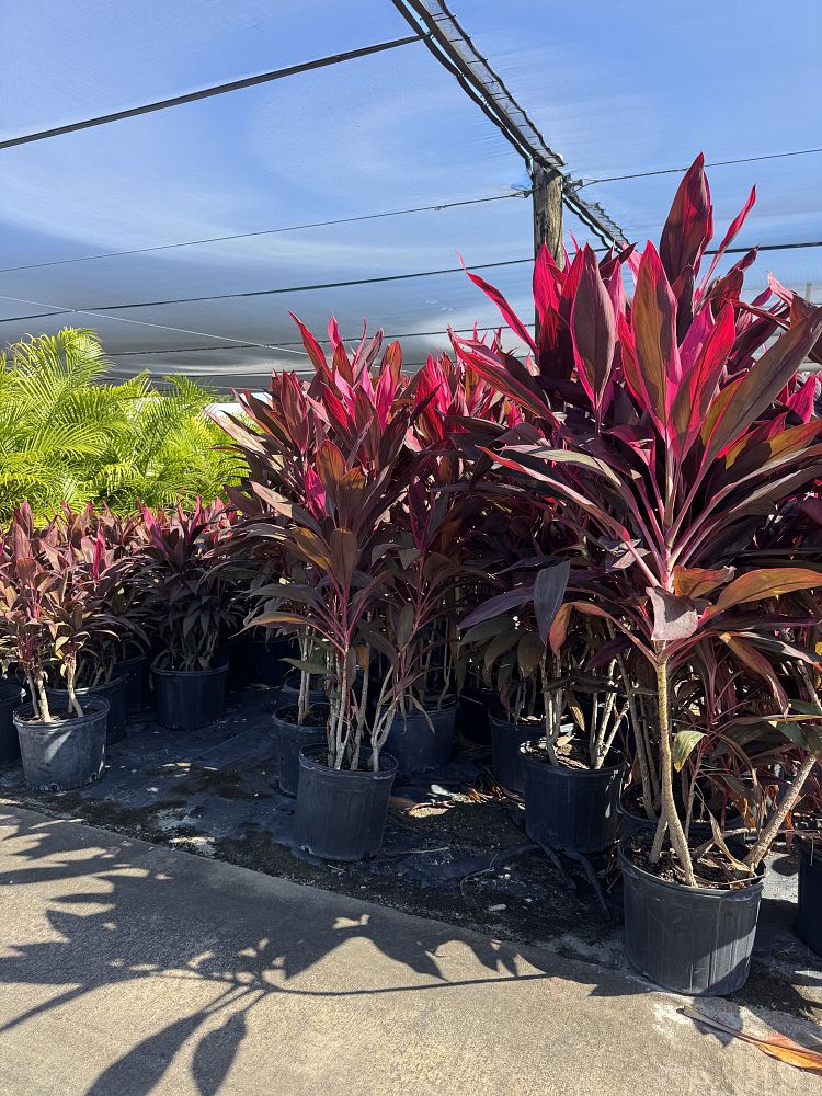 cordyline-fruticosa-red-sister-ti-plant-cordyline-terminalis-dracaena-terminalis