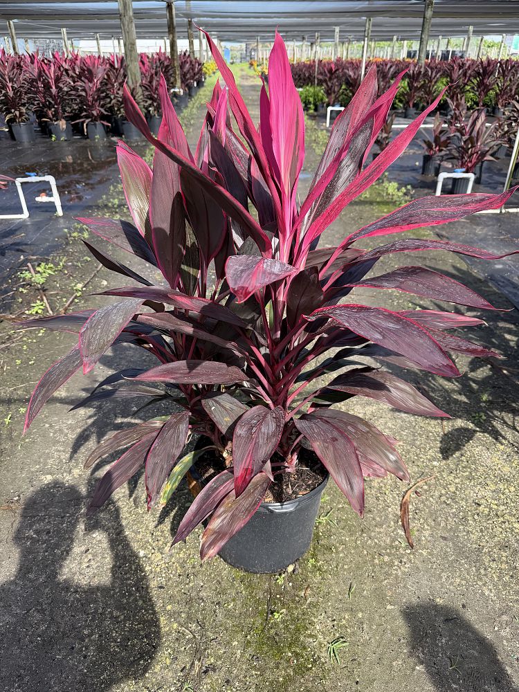 cordyline-fruticosa-red-sister-ti-plant-cordyline-terminalis-dracaena-terminalis