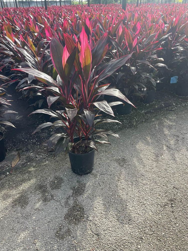 cordyline-fruticosa-red-sister-ti-plant-cordyline-terminalis-dracaena-terminalis