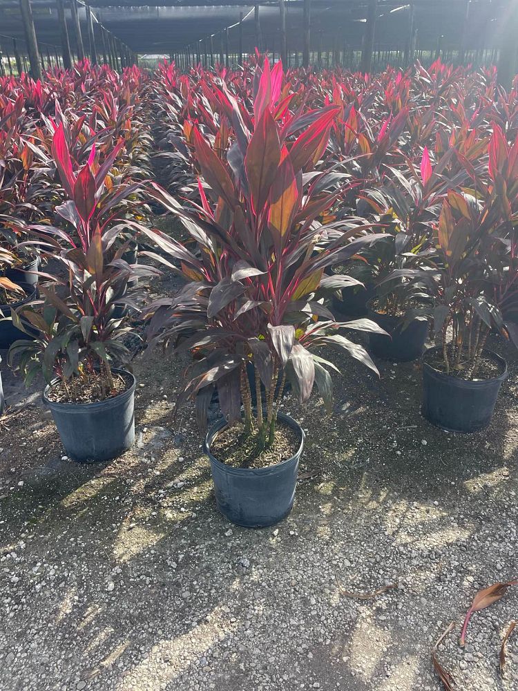 cordyline-fruticosa-red-sister-ti-plant-cordyline-terminalis-dracaena-terminalis