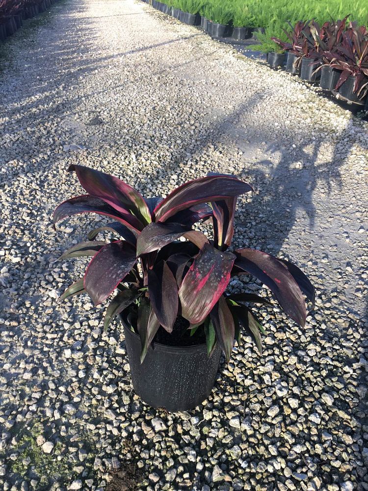 cordyline-fruticosa-ruby-red-ti-plant-cordyline-terminalis-dracaena-terminalis