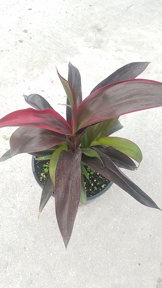 cordyline-fruticosa-ruby-red-ti-plant-cordyline-terminalis-dracaena-terminalis
