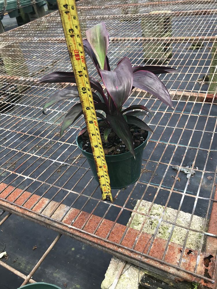 cordyline-fruticosa-ruby-red-ti-plant-cordyline-terminalis-dracaena-terminalis