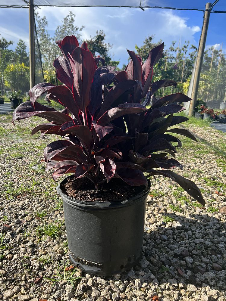 cordyline-fruticosa-ruby-red-ti-plant-cordyline-terminalis-dracaena-terminalis
