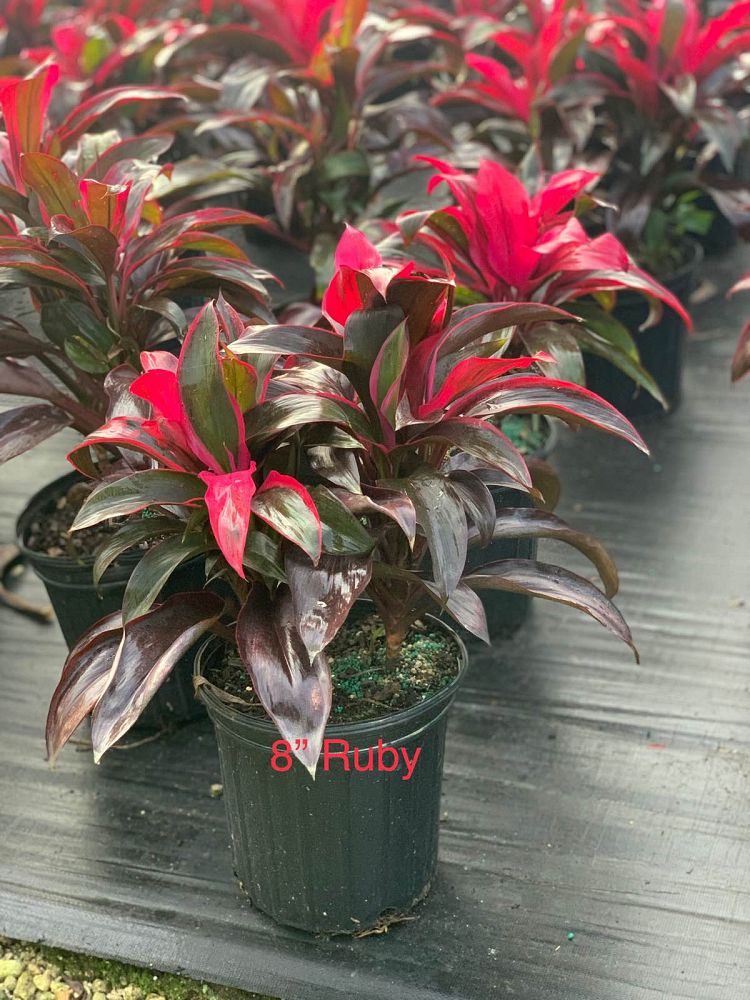 cordyline-fruticosa-ruby-red-ti-plant-cordyline-terminalis-dracaena-terminalis