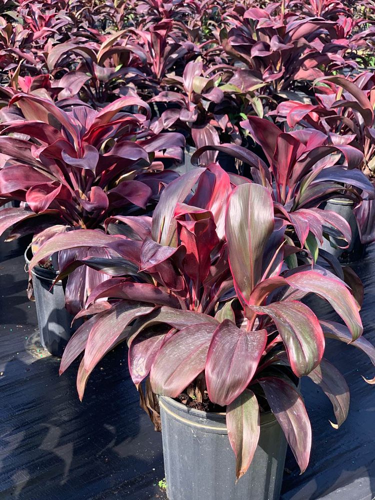 cordyline-fruticosa-ruby-red-ti-plant-cordyline-terminalis-dracaena-terminalis