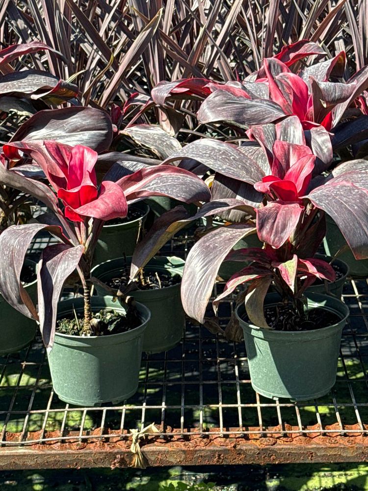 cordyline-fruticosa-ruby-red-ti-plant-cordyline-terminalis-dracaena-terminalis