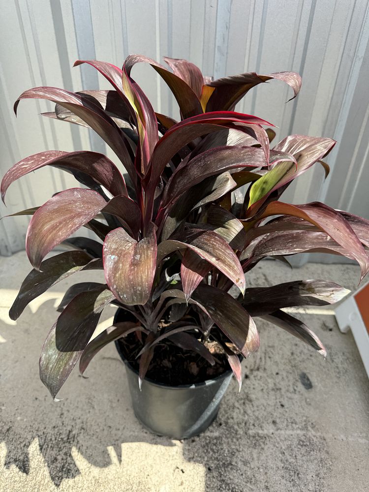 cordyline-fruticosa-ruby-red-ti-plant-cordyline-terminalis-dracaena-terminalis