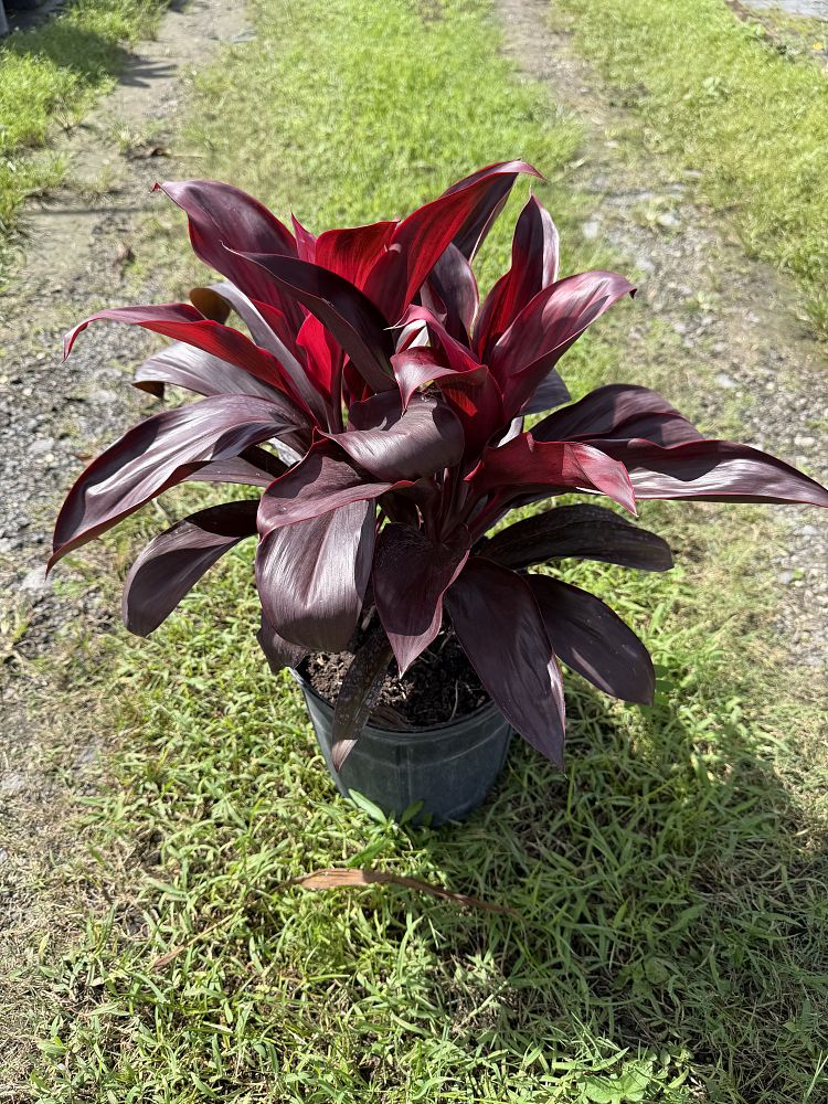 cordyline-fruticosa-ruby-red-ti-plant-cordyline-terminalis-dracaena-terminalis