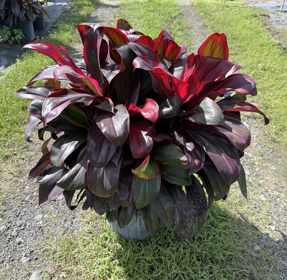 cordyline-fruticosa-ruby-red-ti-plant-cordyline-terminalis-dracaena-terminalis