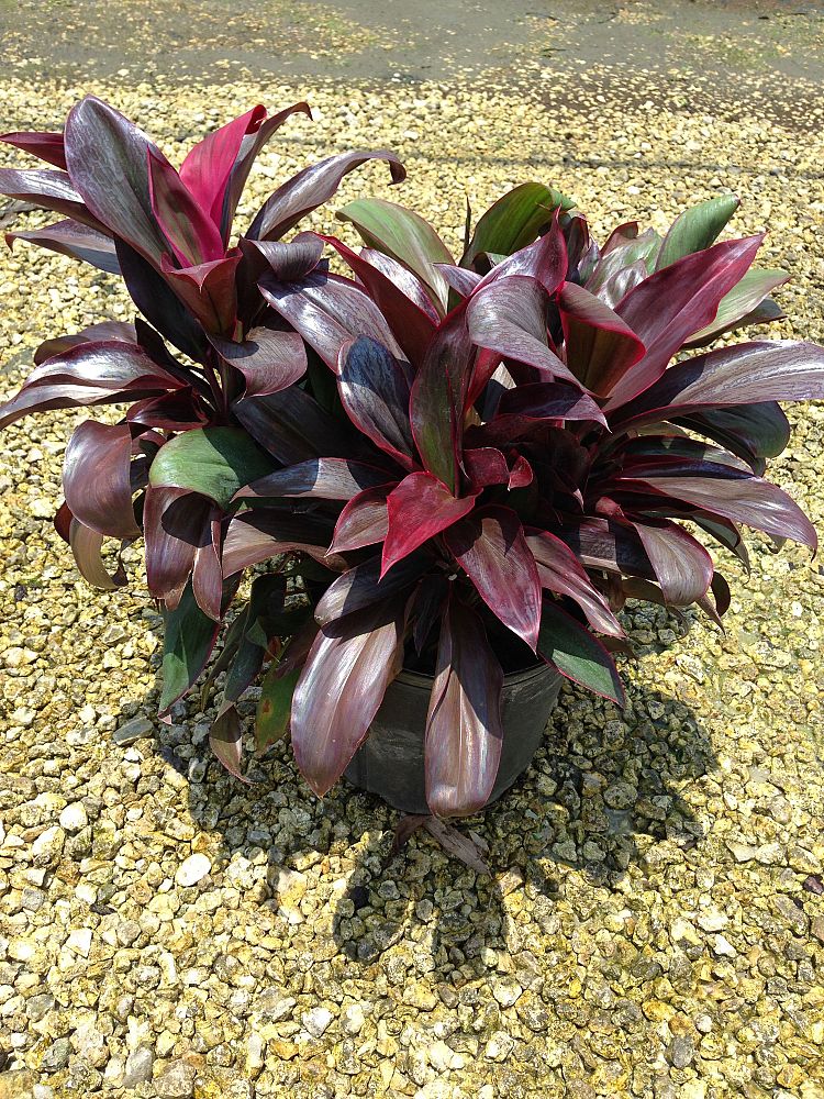 cordyline-fruticosa-ruby-ti-plant-cordyline-terminalis-dracaena-terminalis