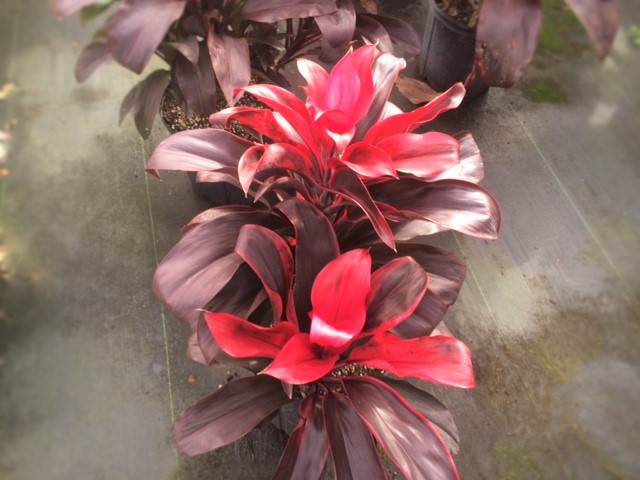 cordyline-fruticosa-ruby-ti-plant-cordyline-terminalis-dracaena-terminalis