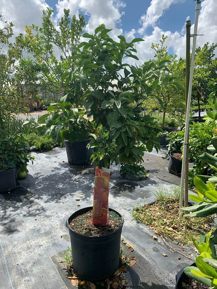 cordyline-fruticosa-ruby-ti-plant-cordyline-terminalis-dracaena-terminalis