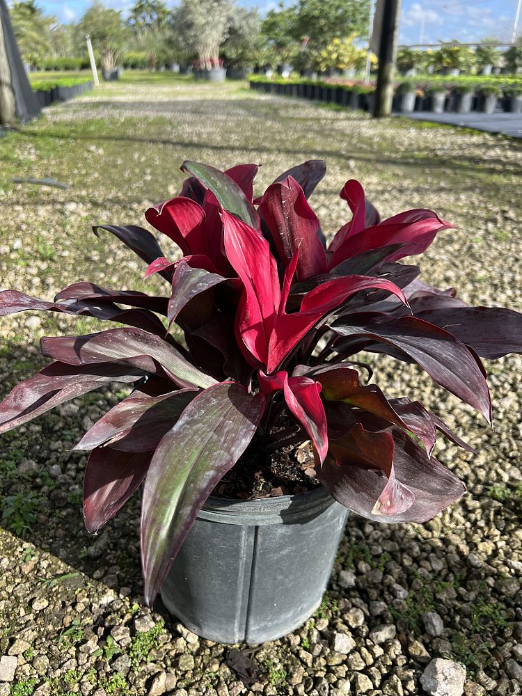 cordyline-fruticosa-ruby-ti-plant-cordyline-terminalis-dracaena-terminalis
