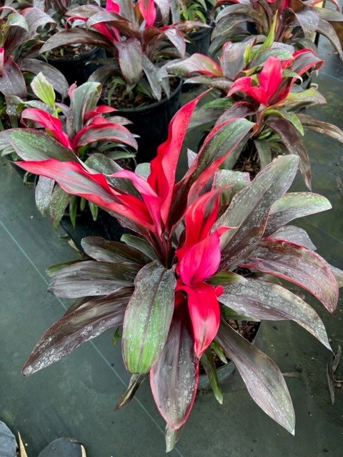 cordyline-fruticosa-ruby-ti-plant-cordyline-terminalis-dracaena-terminalis