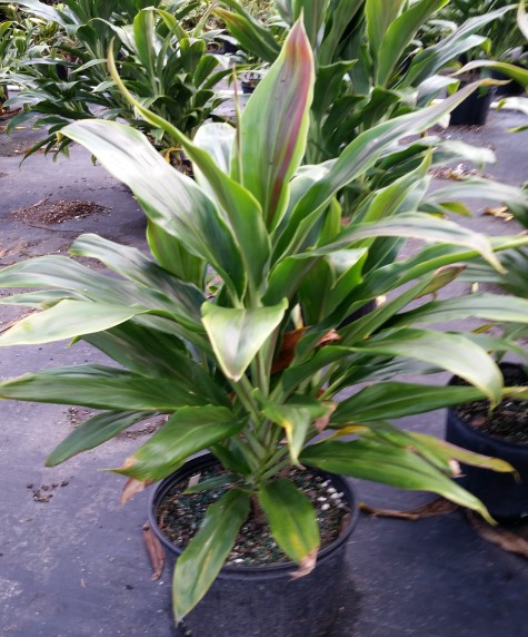 cordyline-fruticosa-sherbert-ti-plant-cordyline-terminalis-dracaena-terminalis