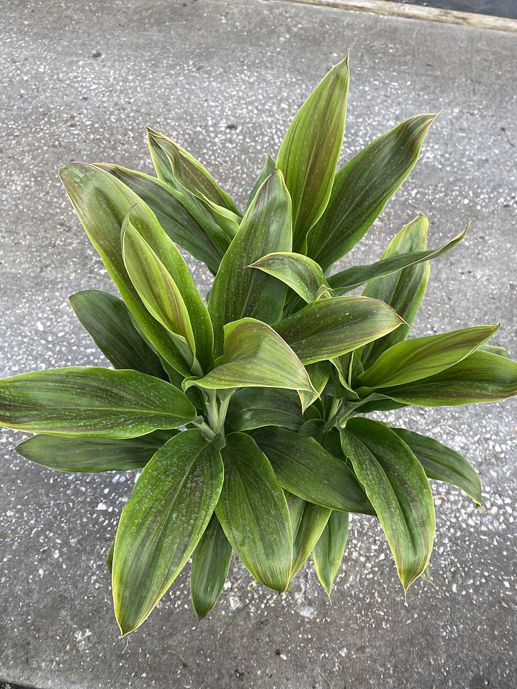 cordyline-fruticosa-sherbert-ti-plant-cordyline-terminalis-dracaena-terminalis