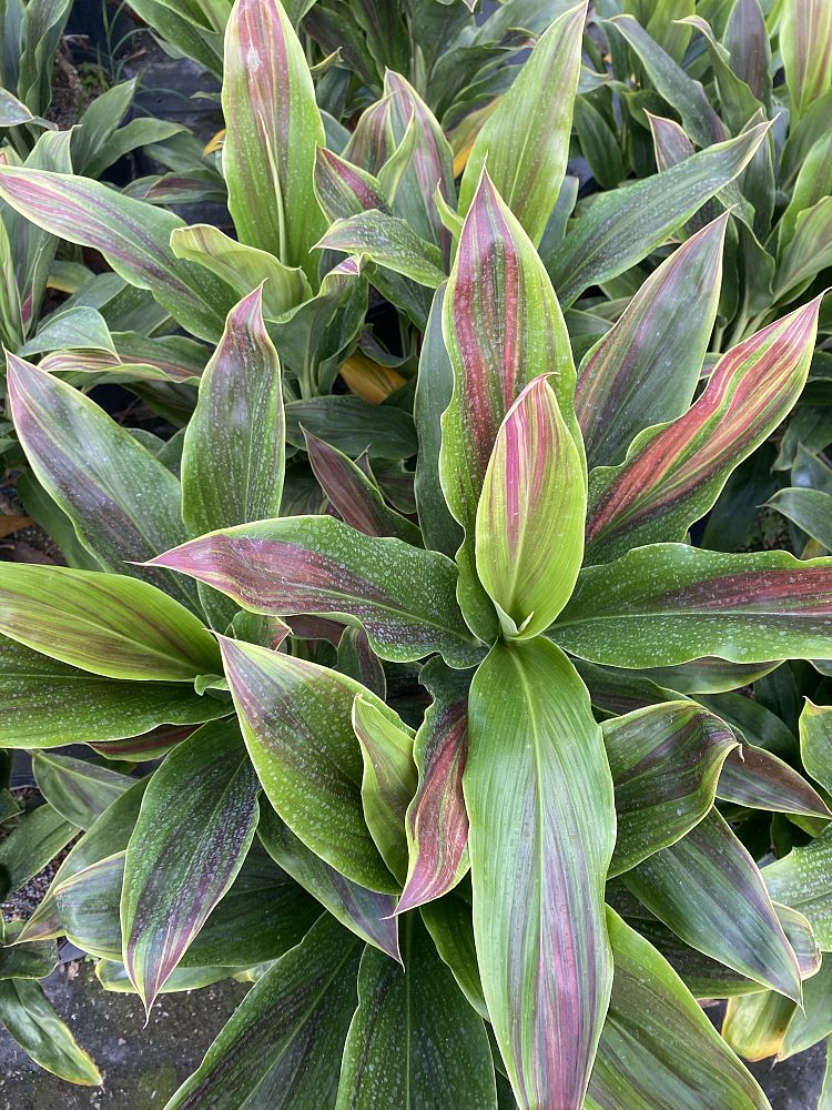 cordyline-fruticosa-sherbert-ti-plant-cordyline-terminalis-dracaena-terminalis