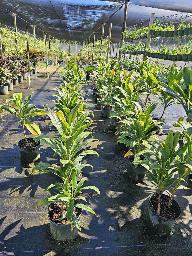 cordyline-fruticosa-sherbert-ti-plant-cordyline-terminalis-dracaena-terminalis