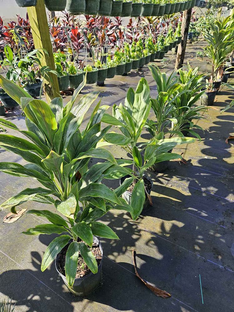cordyline-fruticosa-sherbert-ti-plant-cordyline-terminalis-dracaena-terminalis