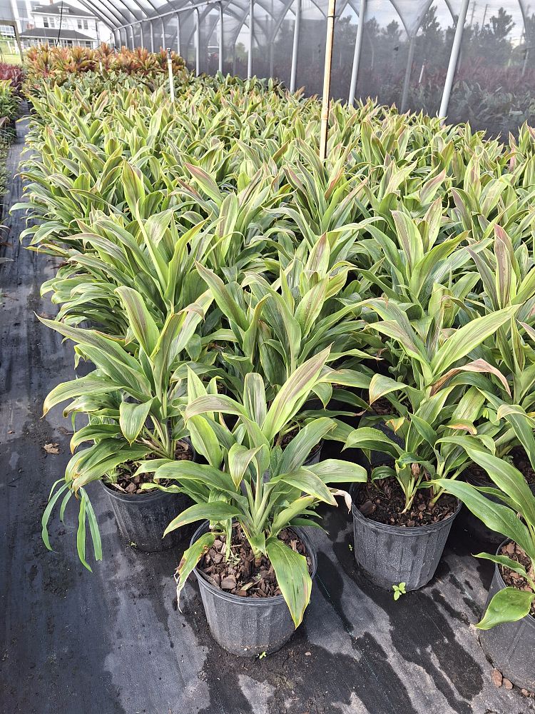 cordyline-fruticosa-sherbert-ti-plant-cordyline-terminalis-dracaena-terminalis
