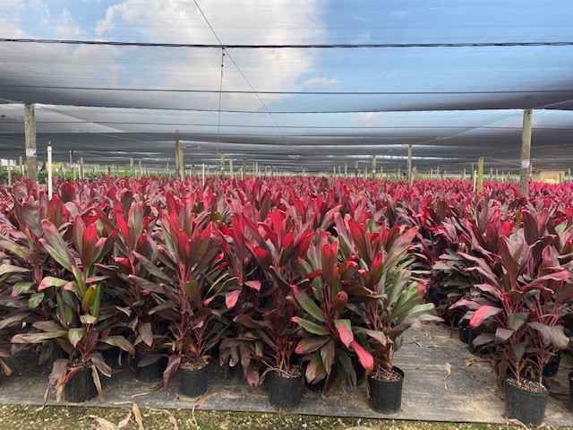 cordyline-fruticosa-ti-plant-cordyline-terminalis-dracaena-terminalis