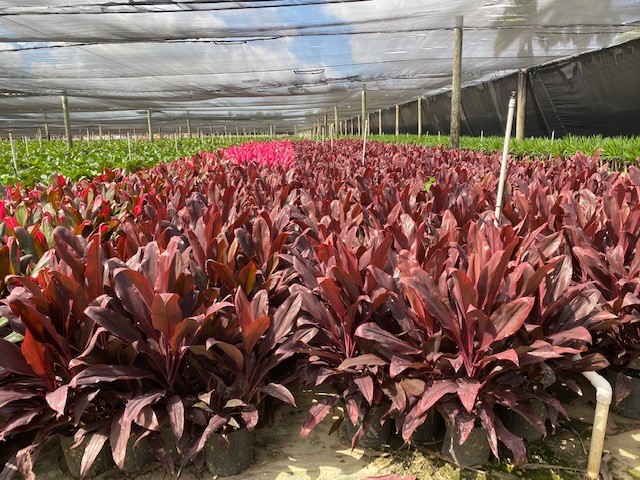 cordyline-fruticosa-ti-plant-cordyline-terminalis-dracaena-terminalis