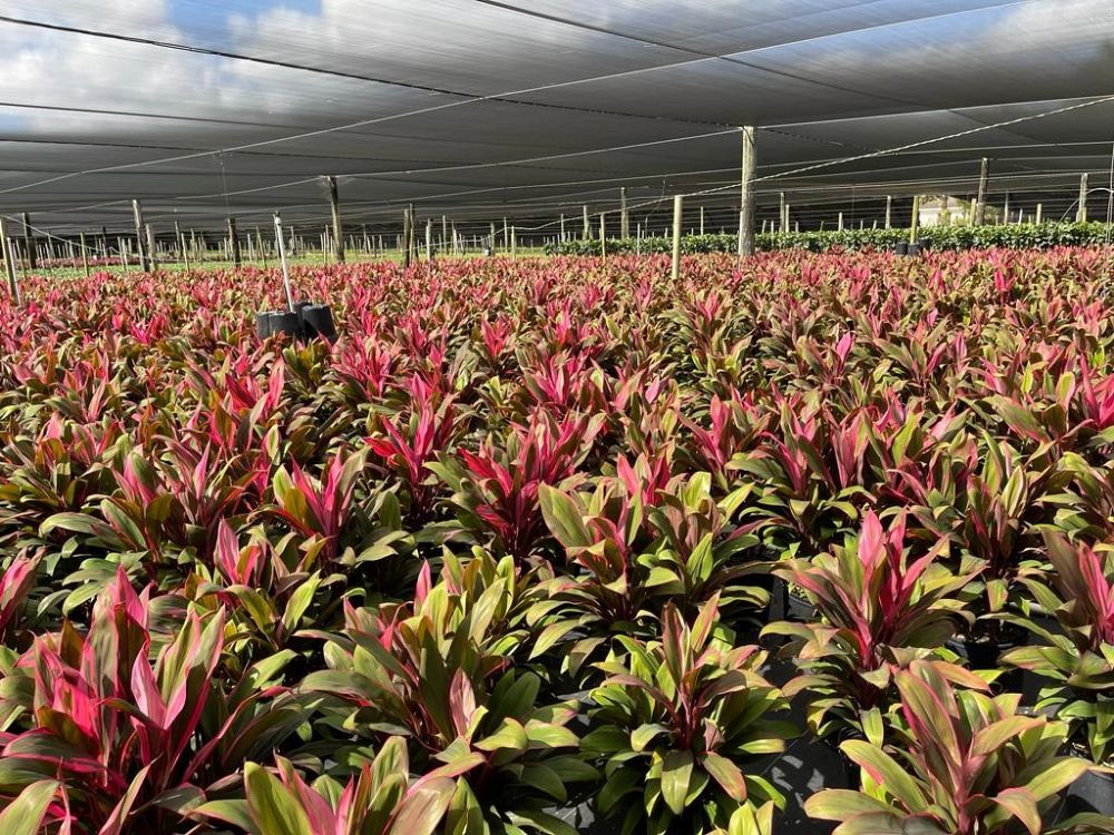 cordyline-fruticosa-ti-plant-cordyline-terminalis-dracaena-terminalis