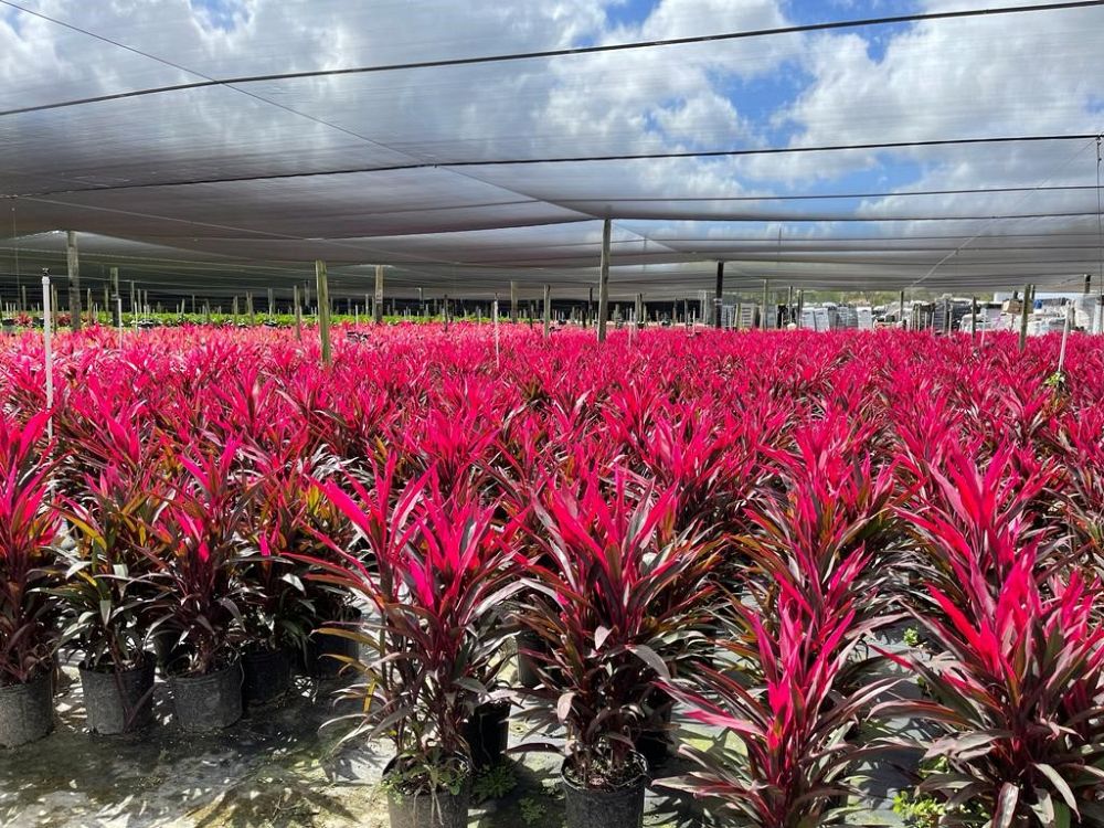 cordyline-fruticosa-ti-plant-cordyline-terminalis-dracaena-terminalis