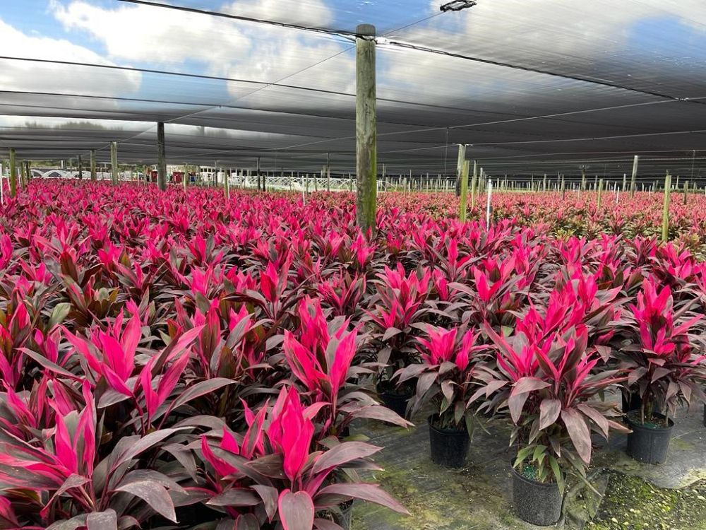 cordyline-fruticosa-ti-plant-cordyline-terminalis-dracaena-terminalis