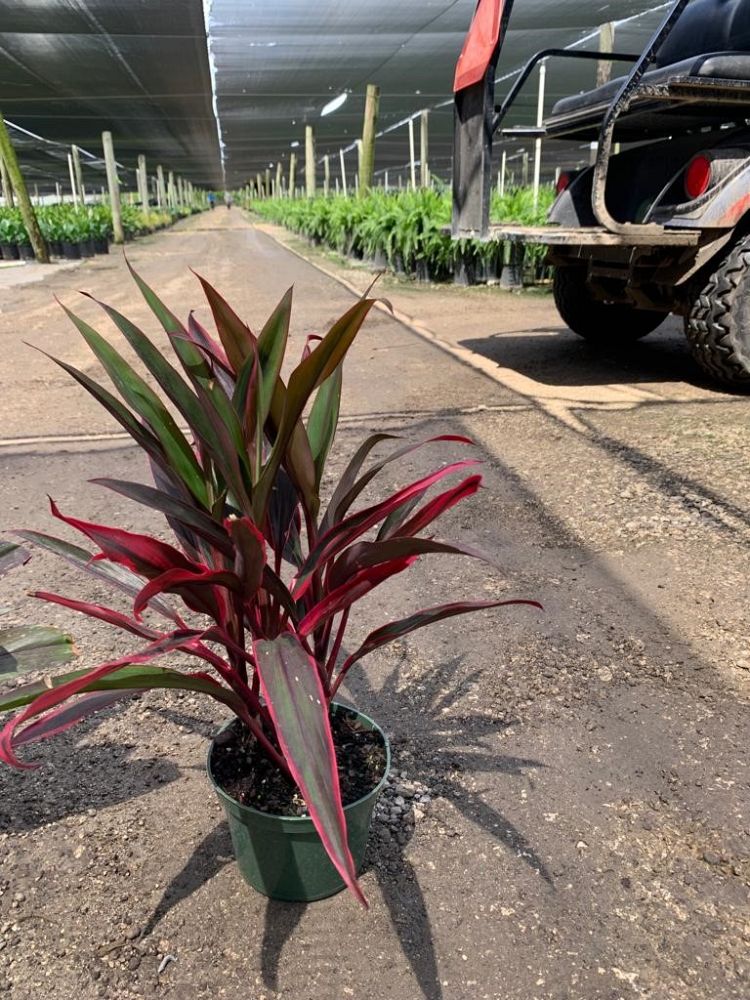 cordyline-fruticosa-ti-plant-cordyline-terminalis-dracaena-terminalis