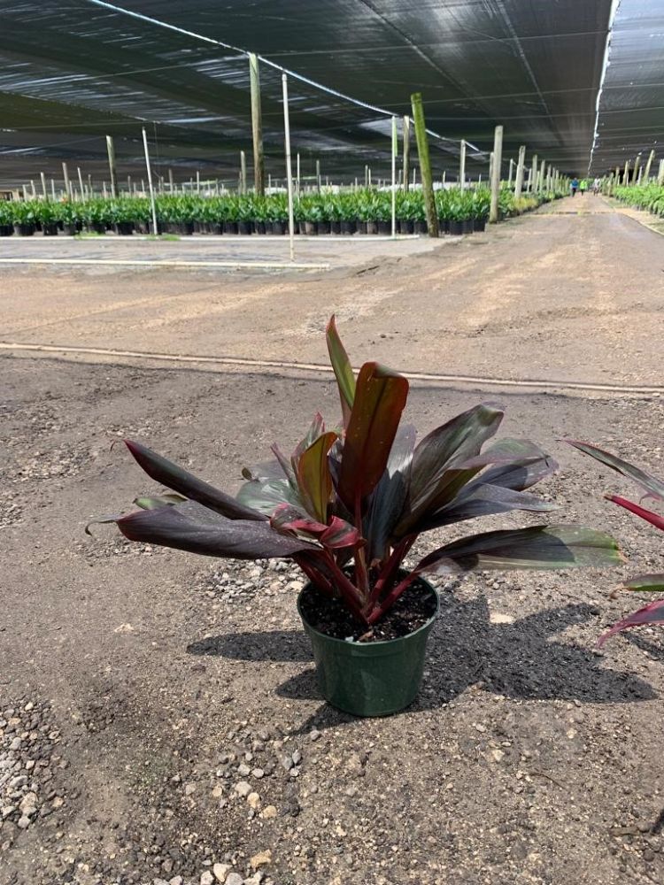 cordyline-fruticosa-ti-plant-cordyline-terminalis-dracaena-terminalis
