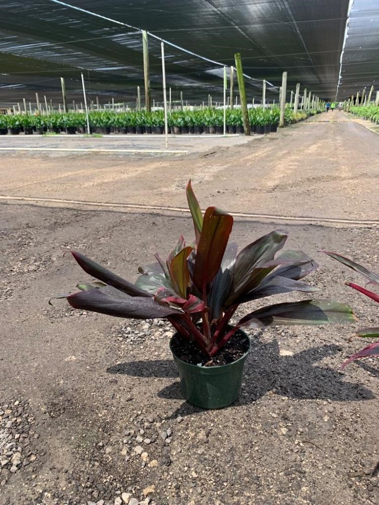 cordyline-fruticosa-ti-plant-cordyline-terminalis-dracaena-terminalis