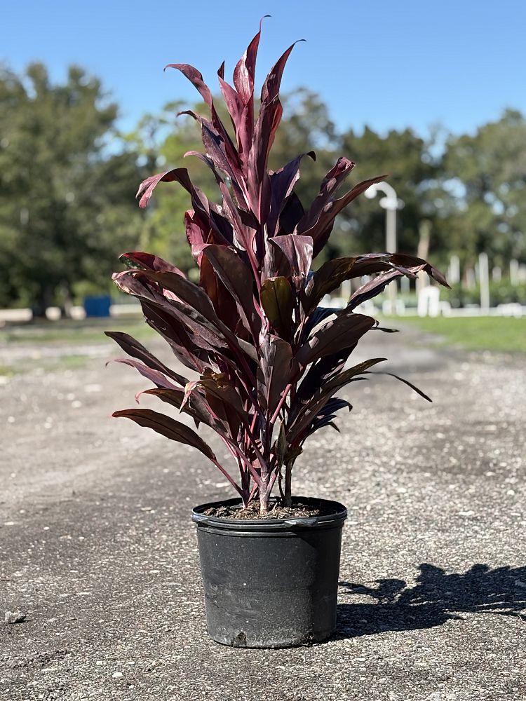 cordyline-fruticosa-ti-plant-cordyline-terminalis-dracaena-terminalis