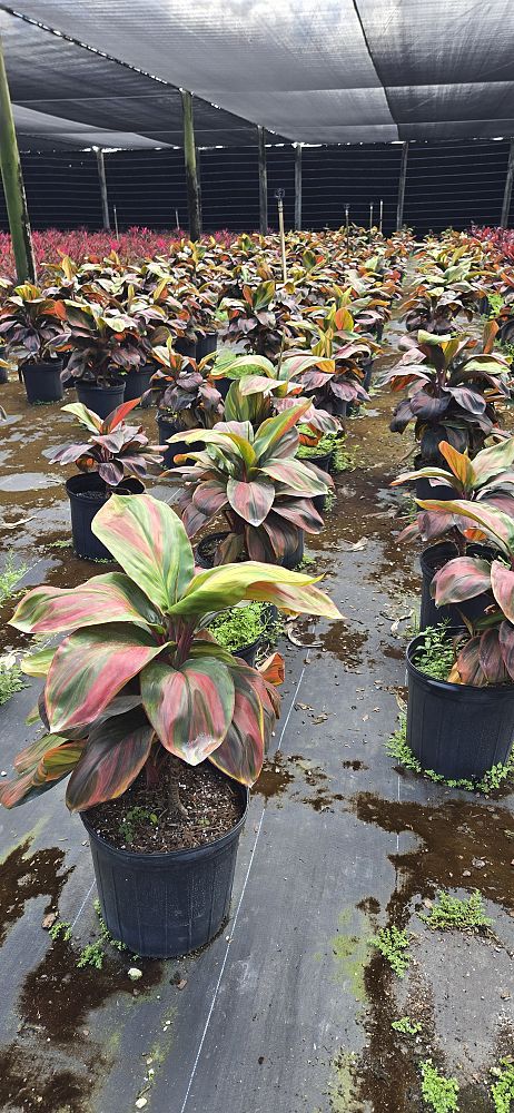 cordyline-fruticosa-wiley-gold-ti-plant-cordyline-terminalis-dracaena-terminalis