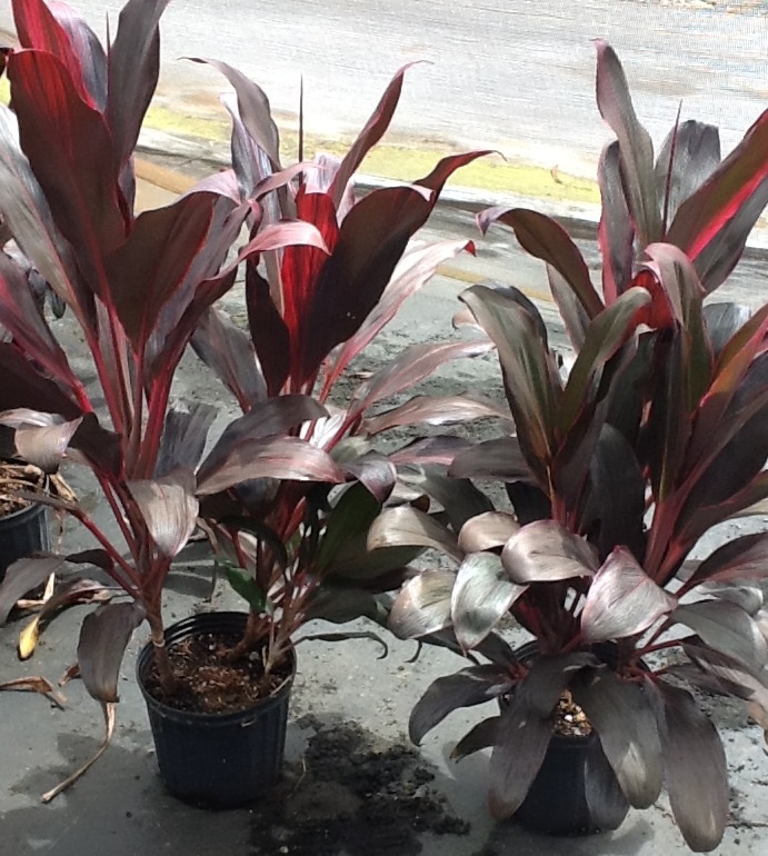 cordyline-fruticosa-xerox-ti-plant-cordyline-terminalis-dracaena-terminalis